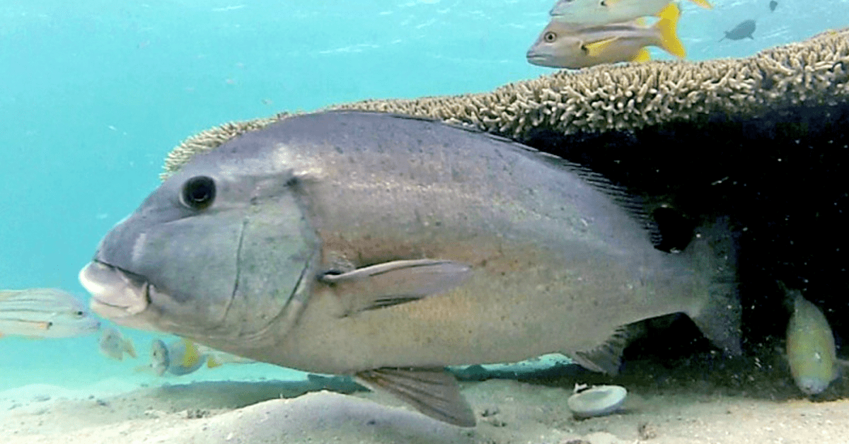 11 Fish With Weird Names A Funny Fish Species List