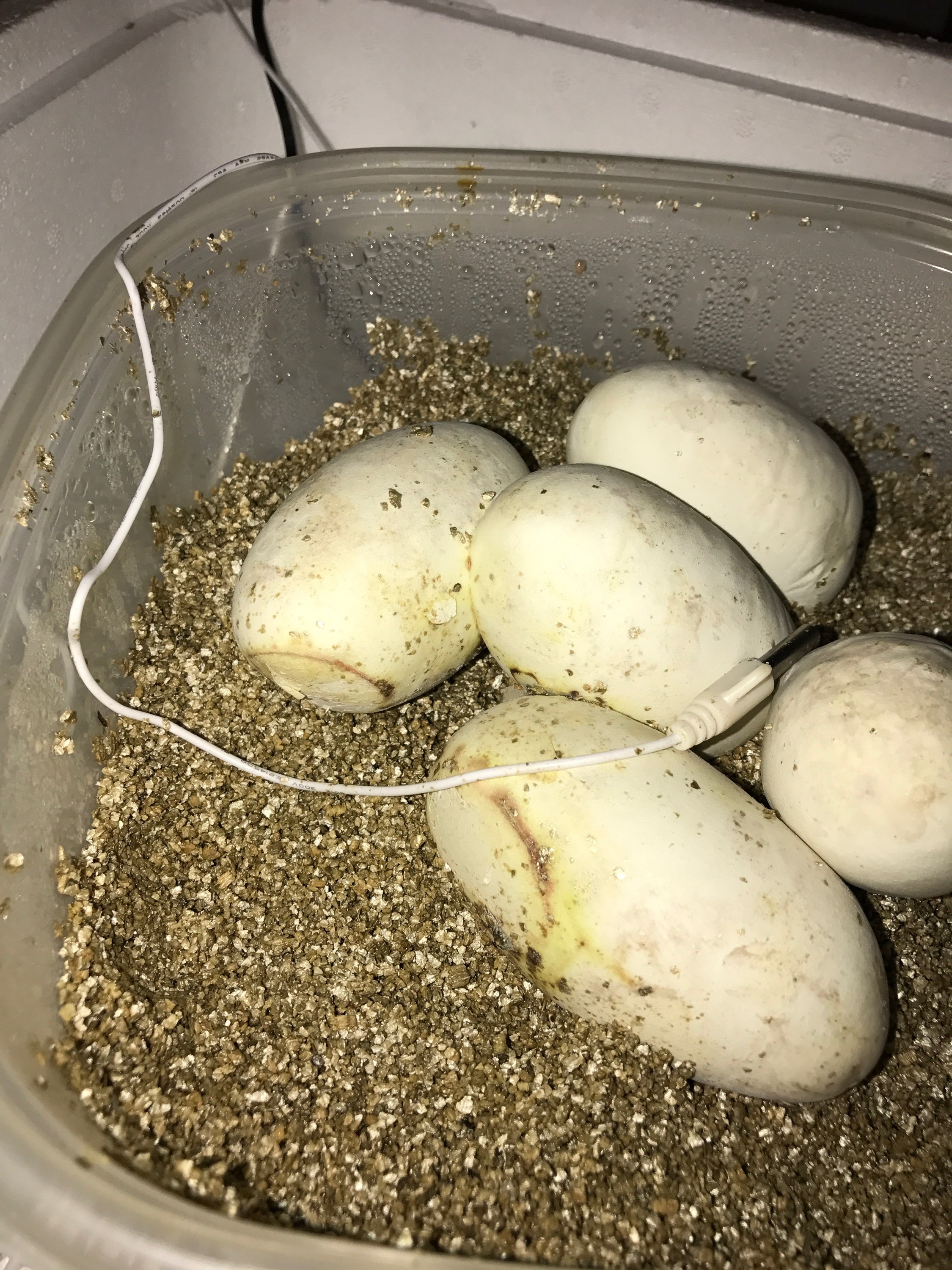 Egg update T&A Exotics