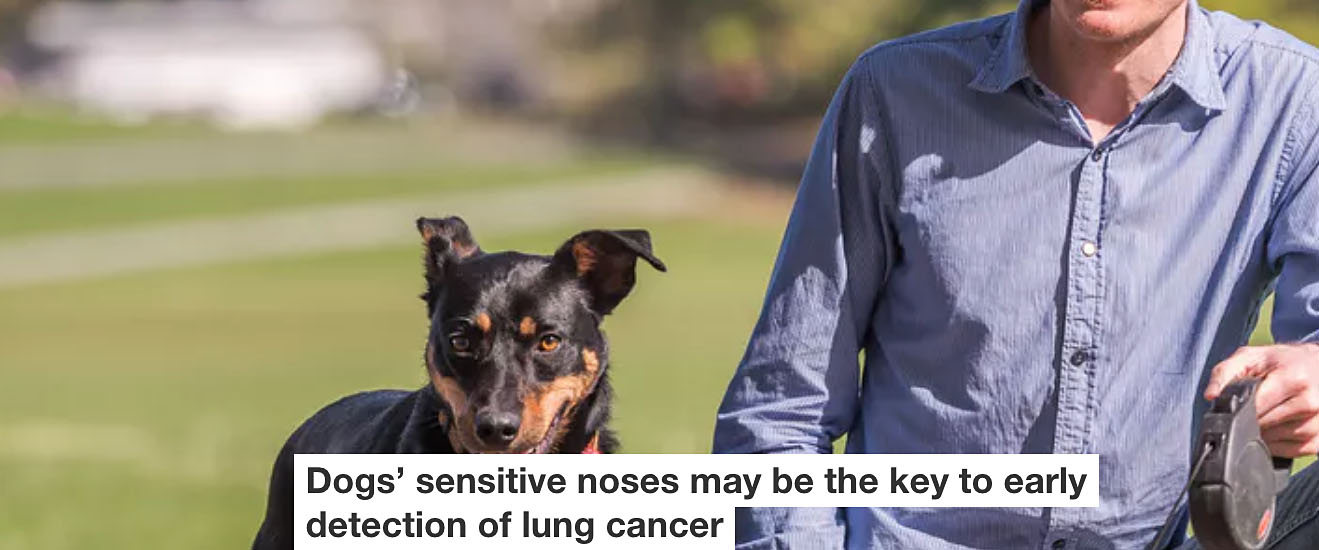 Dogs’ sensitive noses may be the key to early detection of lung cancer