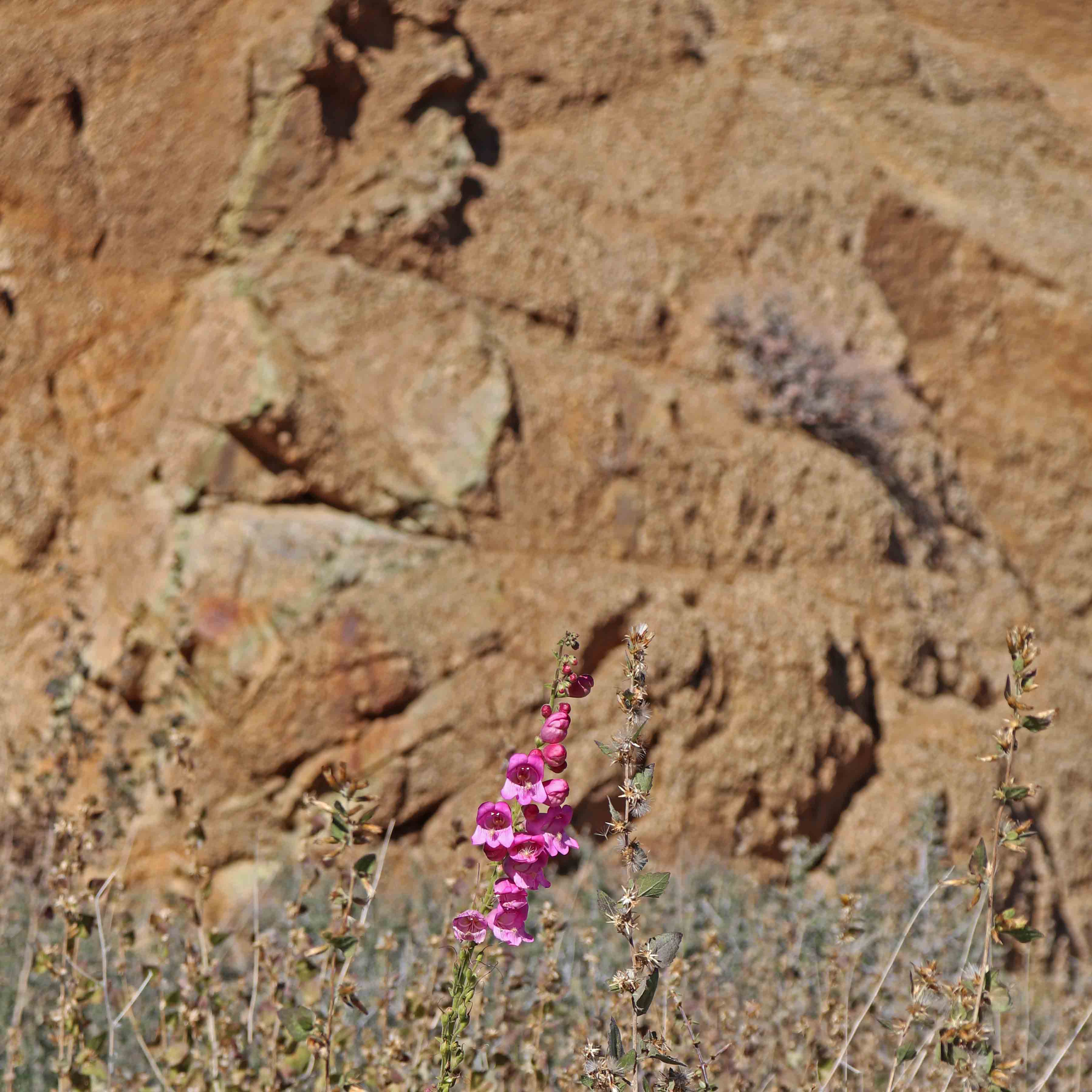 Javelina, Spence Creek, Westside Story Loop «A Battling A