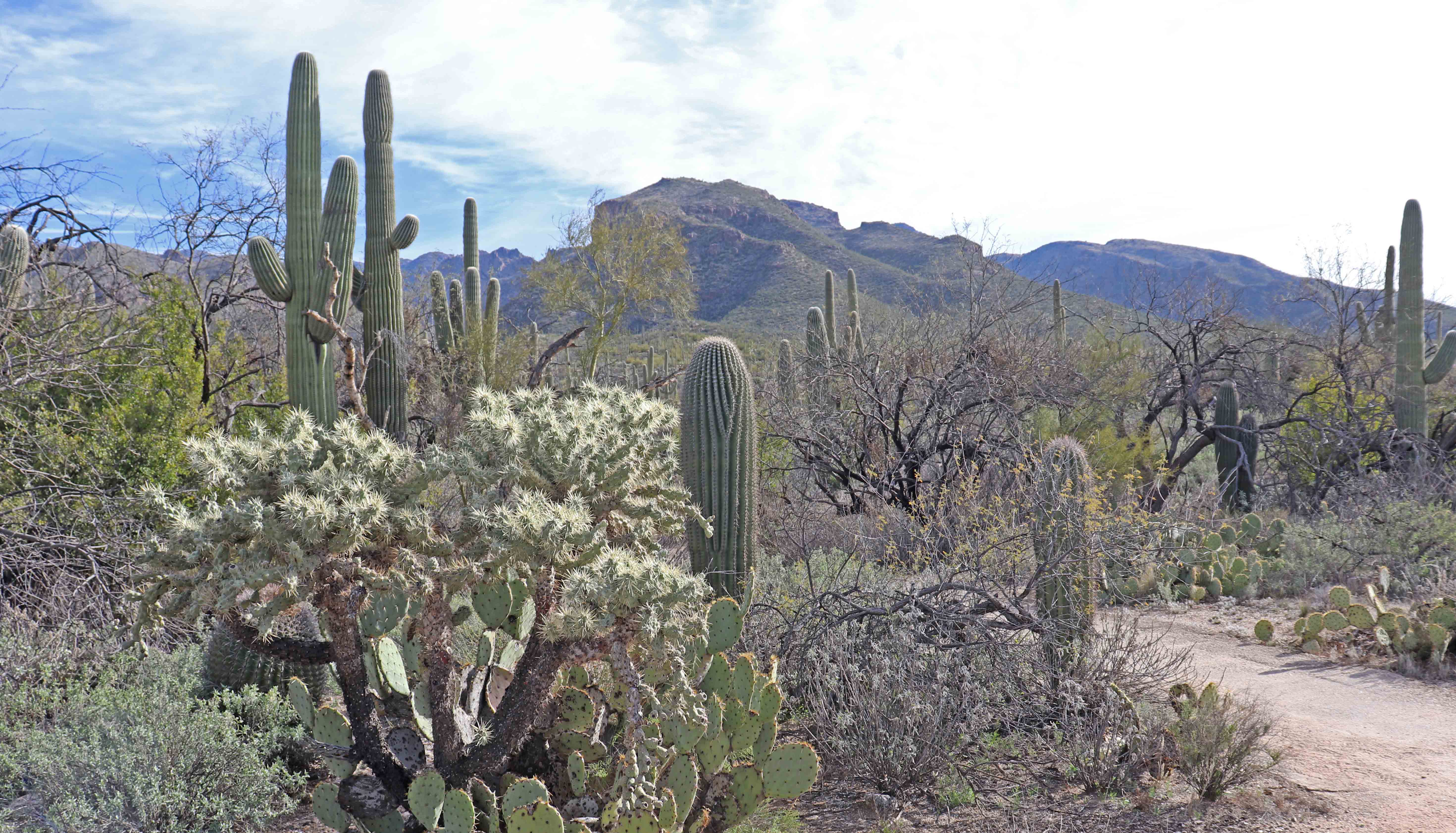 Sabino Canyon Recreation Area «A Battling A Battling