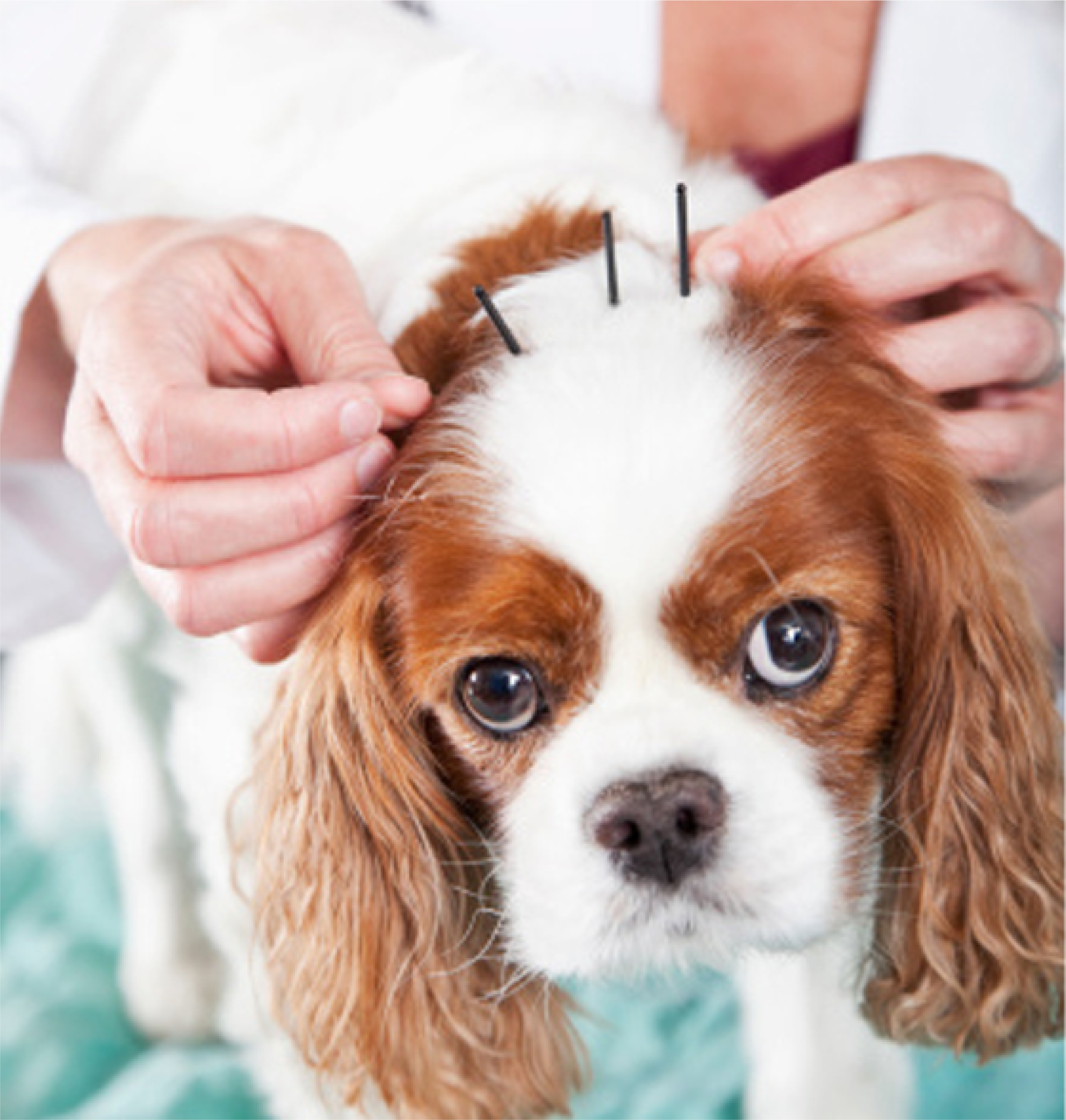 Are Chinese Herbs Safe For Dogs