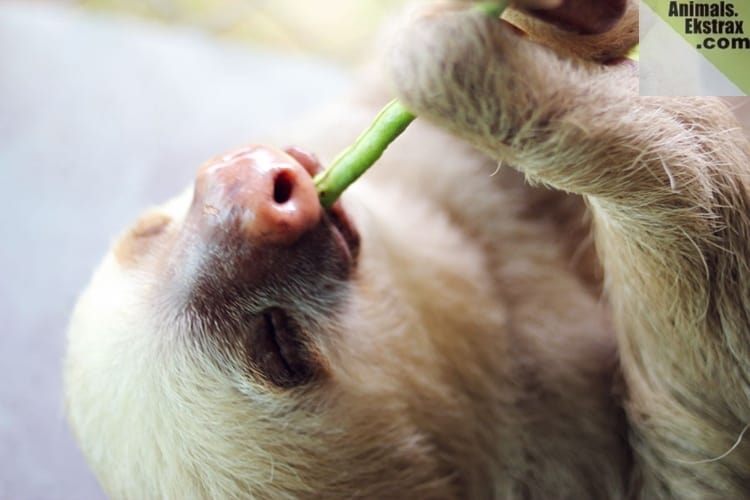 30 Pictures Of Animals Eating Their Favorite Food