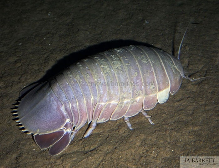 24 Weird Looking Animals That Will Make You Gasp Page 3 of 4 Tail