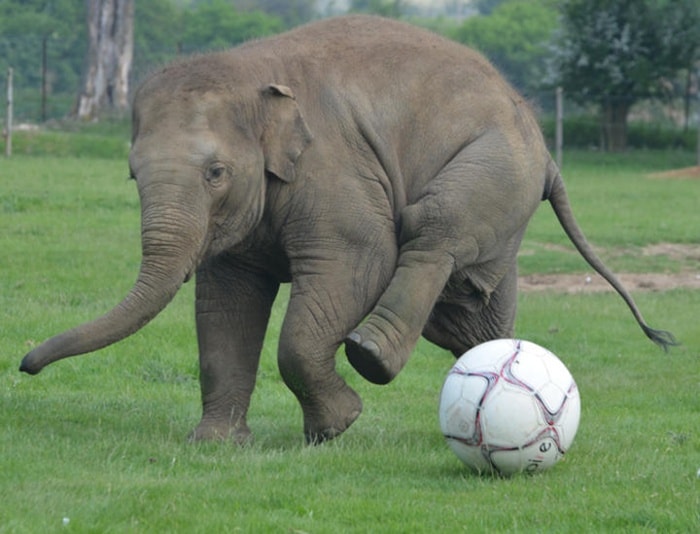 10 Of The Smartest Animals In The World Tail and Fur