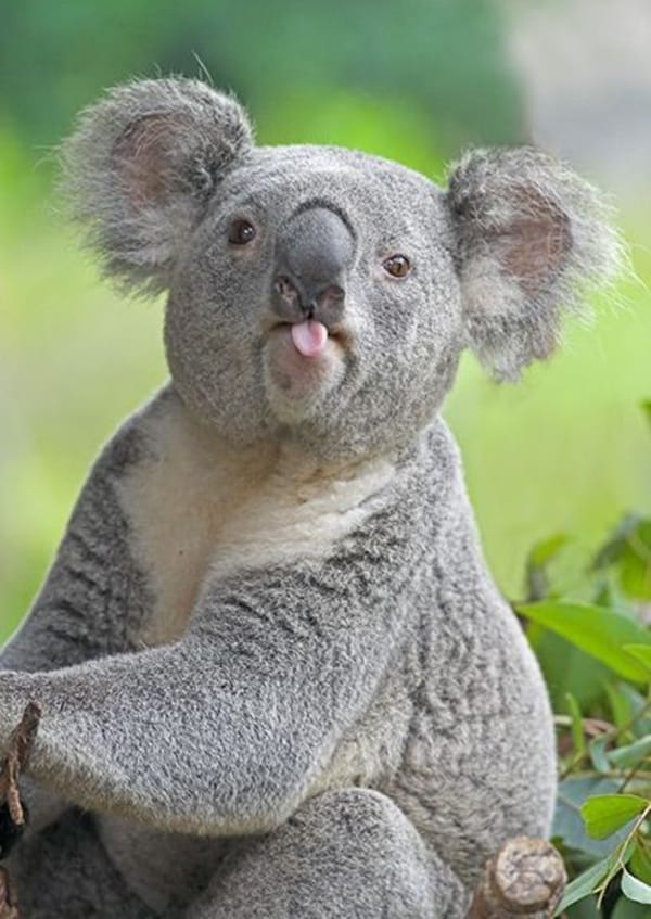 10 Intriguing Facts About Koala Bears Page 2 of 5 Tail and Fur