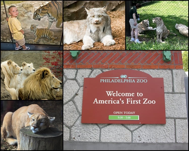 10 US Based Zoos With The Collection Of The Biggest Cats Page 3 of 9 Tail and Fur