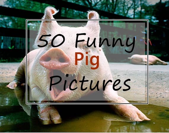 250+ Funny Captions To Post Your Photos Short Status Quotes