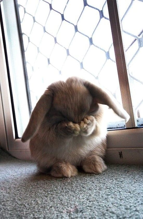 50 Funny Rabbit Pictures to Make You Smile