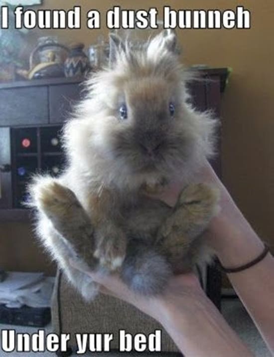 50 Funny Rabbit Pictures to Make You Smile