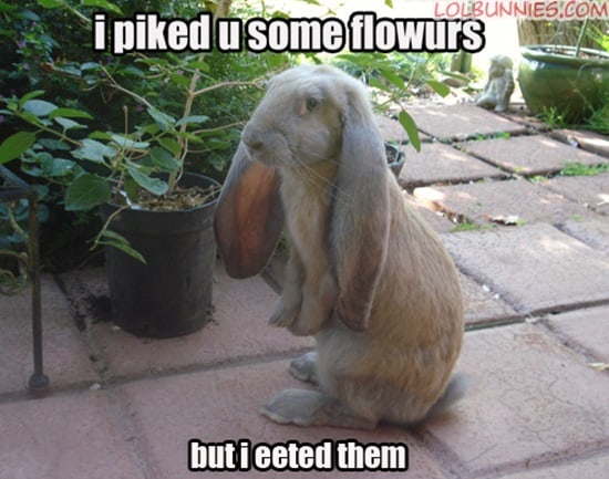 50 Funny Rabbit Pictures to Make You Smile