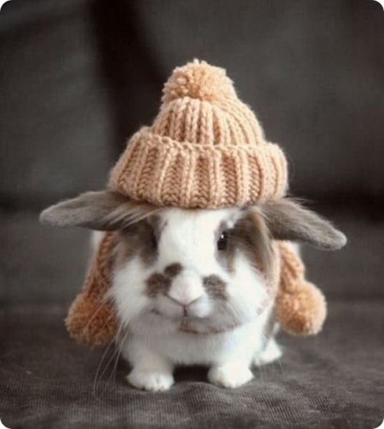 50 Funny Rabbit Pictures to Make You Smile
