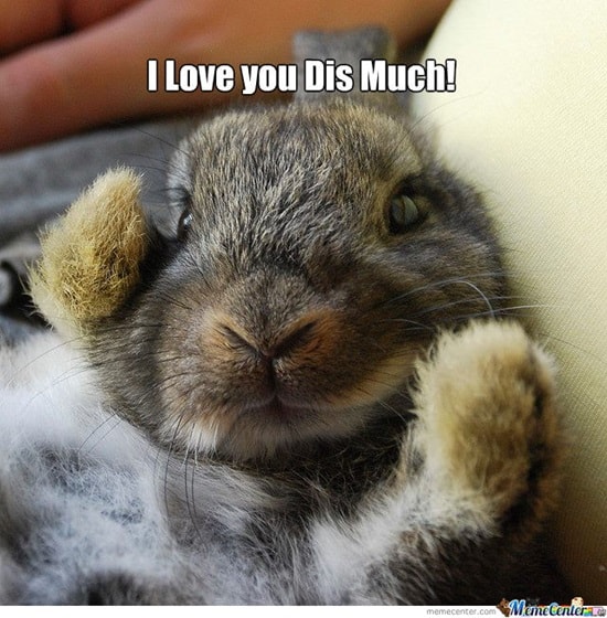 50 Funny Rabbit Pictures to Make You Smile