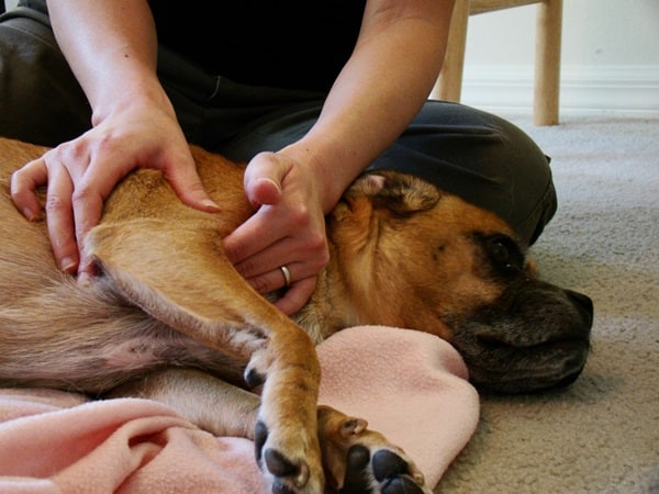 Home Remedies For Arthritis In Dogs