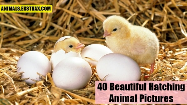 40 Amazing Pictures of Baby Animals Hatching Eggs
