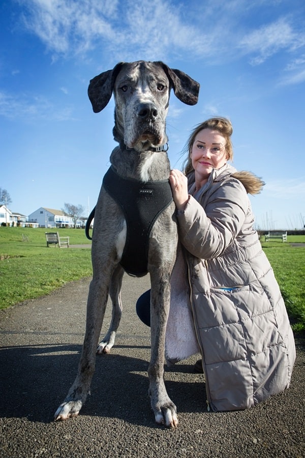 18 Biggest Dogs in the World and Their Guinness World Records