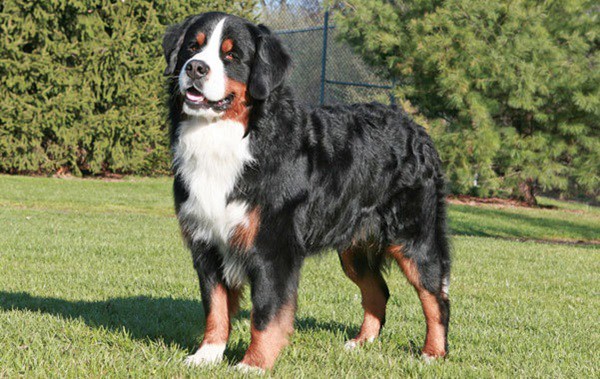 15 Types of Large Dog Breeds with Pictures