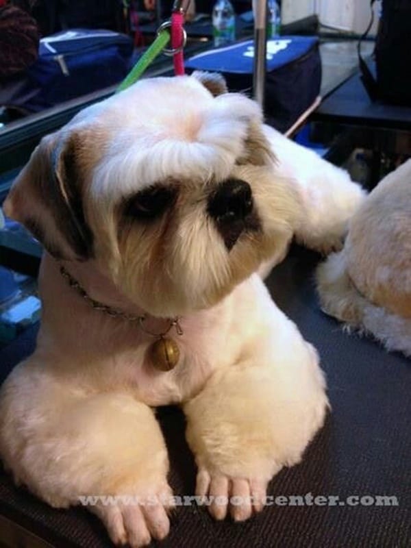 30 Different Dog Grooming Styles Page 2 of 2 Tail and Fur