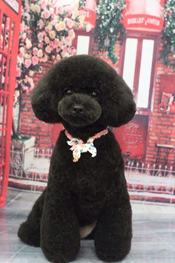 30 Awesome Dog Grooming Styles In 2022