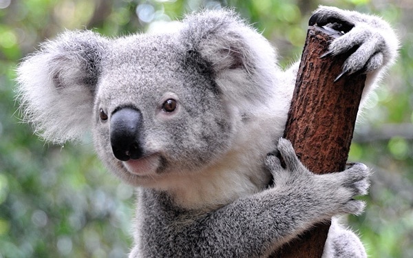 15 Animals with Longest Motherhood Period after Humans Tail and Fur