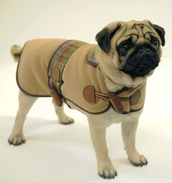 Easy Tips to make Dog Clothes at Home Tail and Fur