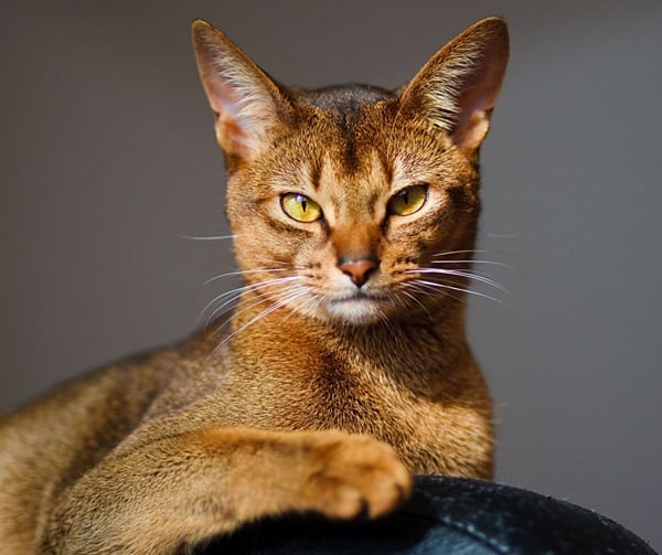 10 Best Smartest Cat Breeds Tail and Fur