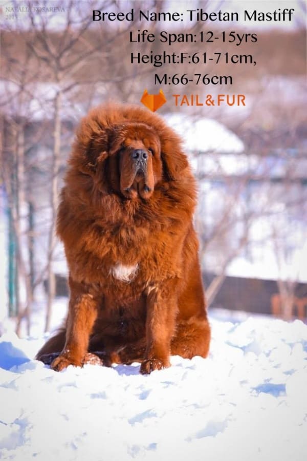 10 Breeds of Dogs that looks like Bears or Teddy Bears