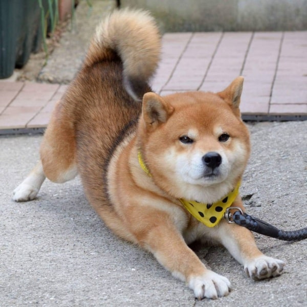 Curly tailed dog breeds vary hugely from size and shape to personality. The mane and tail hair is curly or wavy, and so is the hair inside the horse’s ears. 10 Popular Dog Breeds With Curly Tails