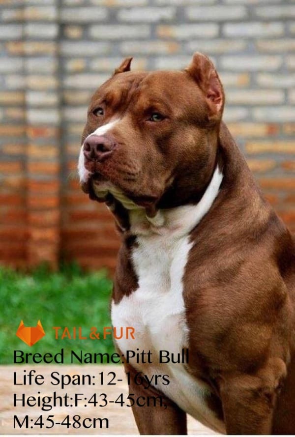 15 Hardest Dogs to Train (But Lovely to Live With)