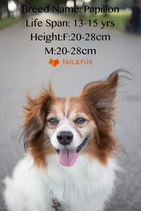 Top 20 Aggressive Small Dog Breeds that can be Dangerous