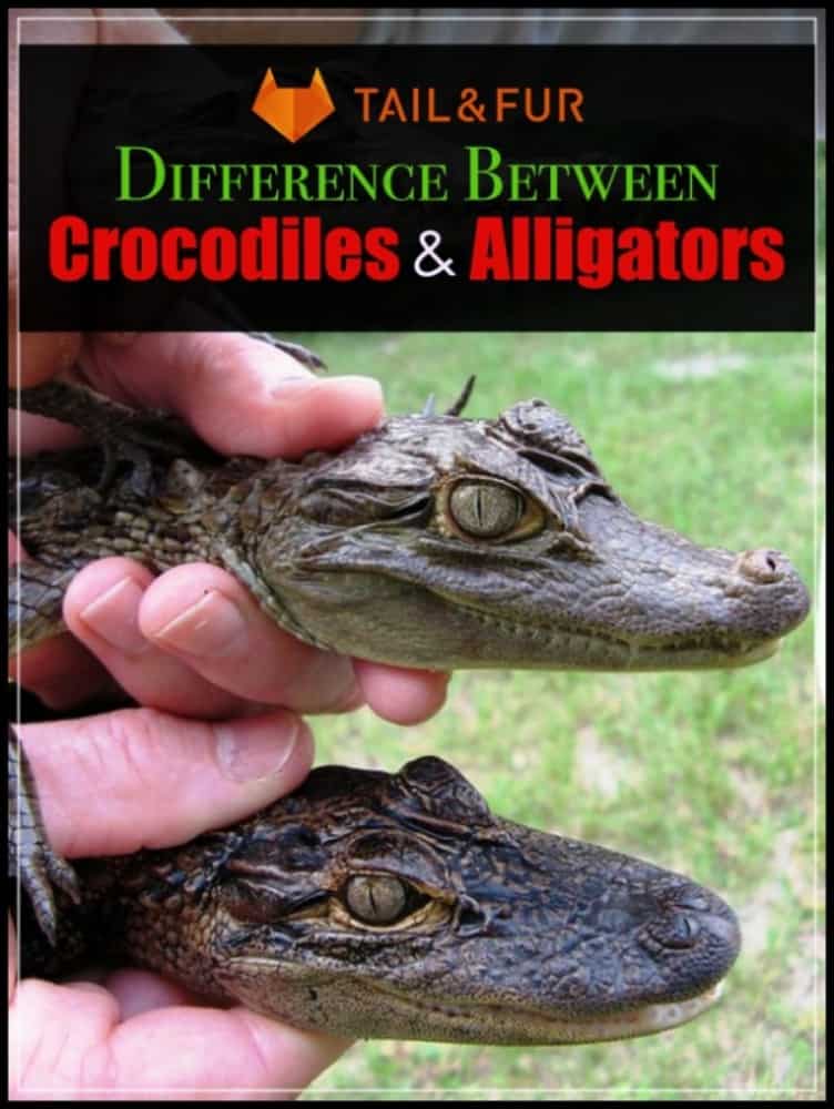 Know the Difference Between Crocodiles And Alligators