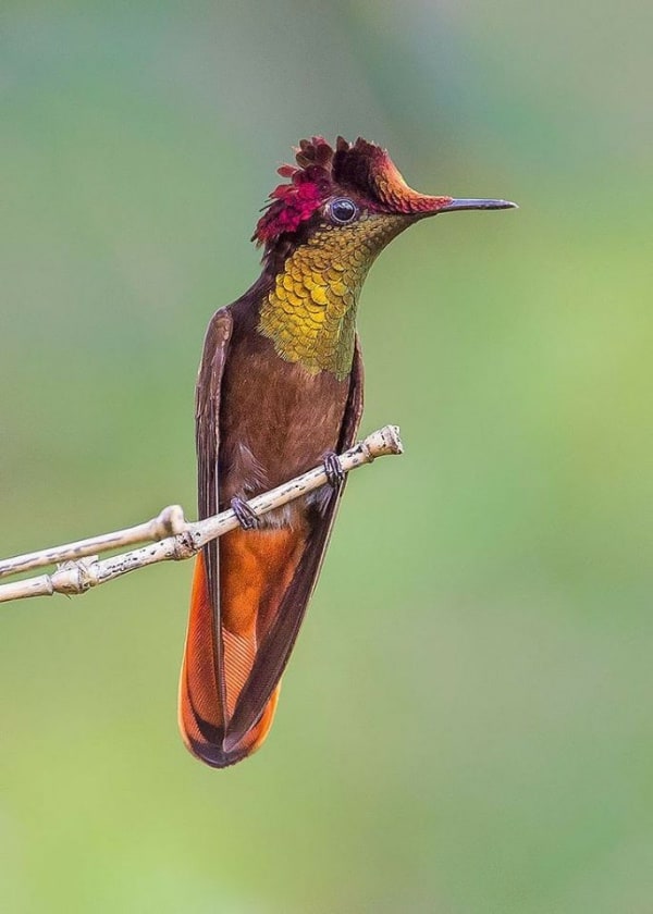20 Strange Types of Hummingbirds Pictures to Know About