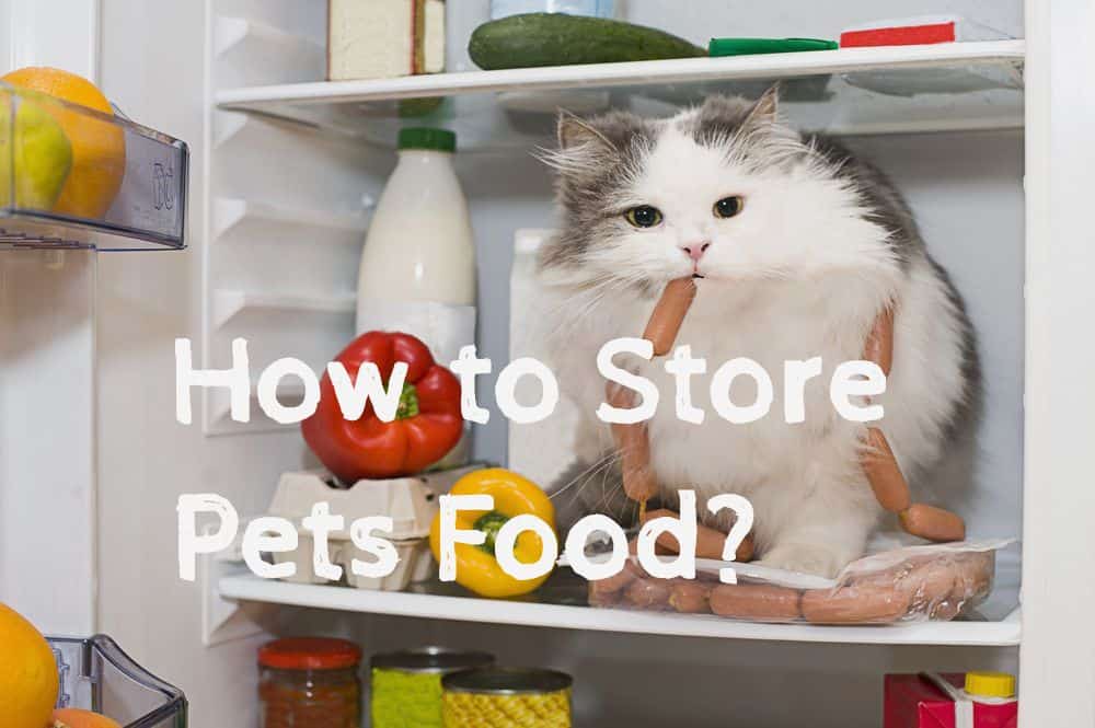 Proper Pet Food Storage. 5 Creative Ways to Store Pets Food Tail and Fur