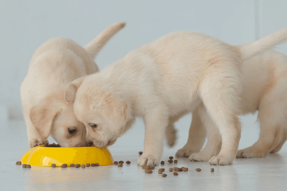 How Often Should I Feed my Puppy? Tail and Fur