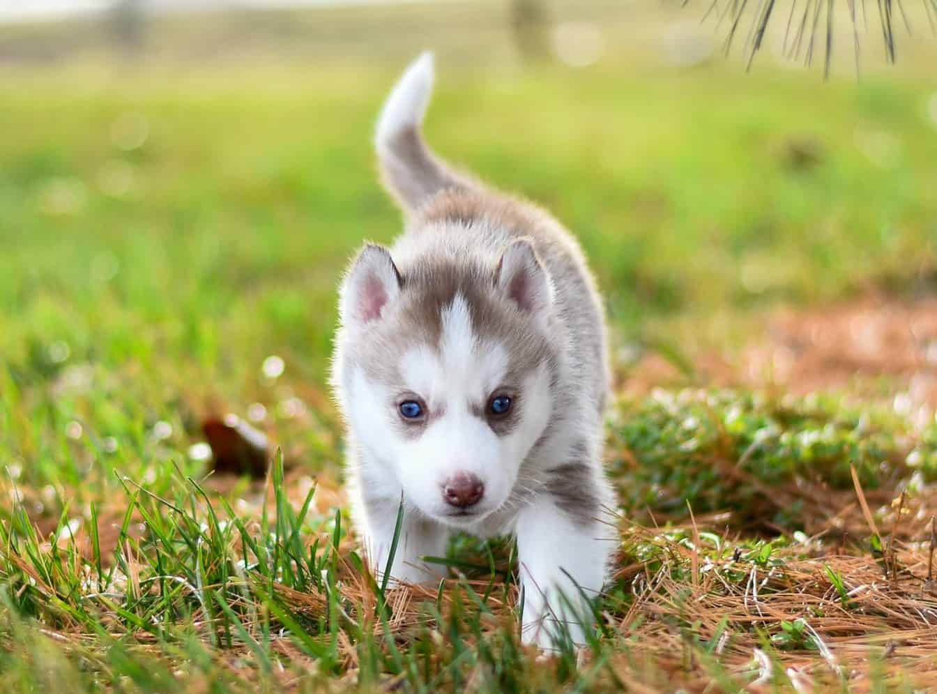 How to Care for a 4 Week Old Puppy? Tail and Fur