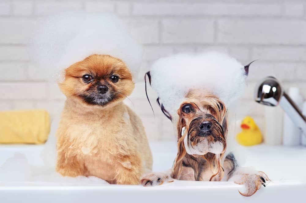 Best Dog Shampoos of 2021 Top 5 Picks Tail and Fur
