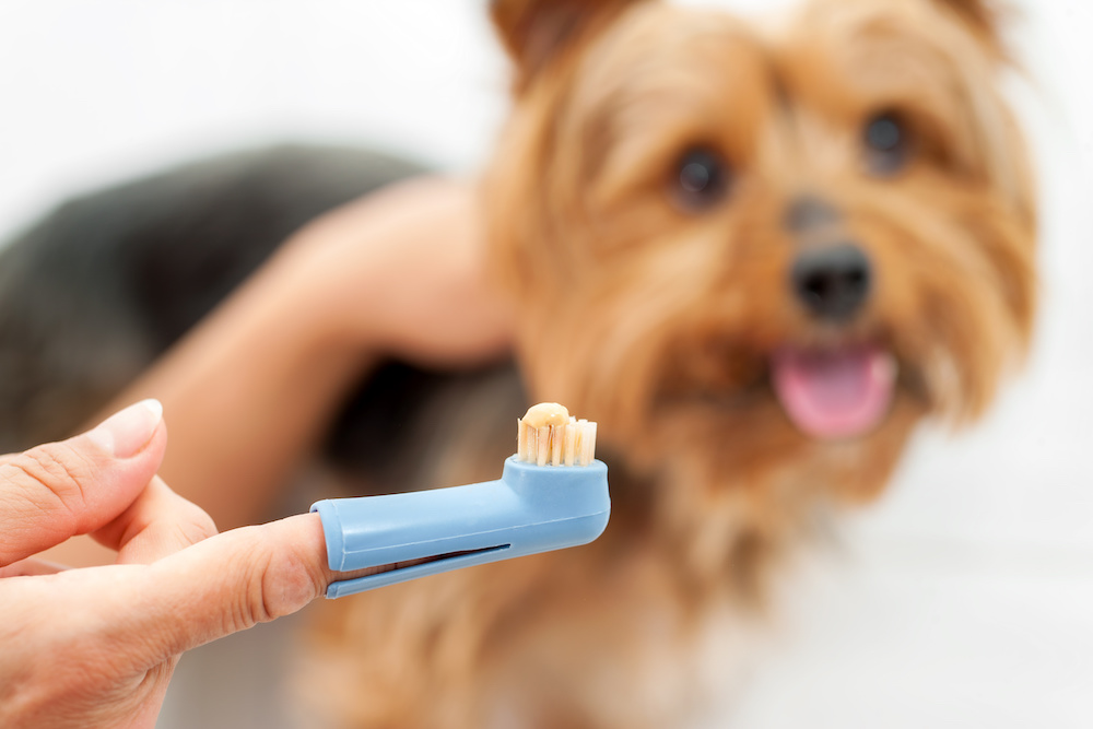 Best Toothpaste for Dogs in 2022 Tail and Fur