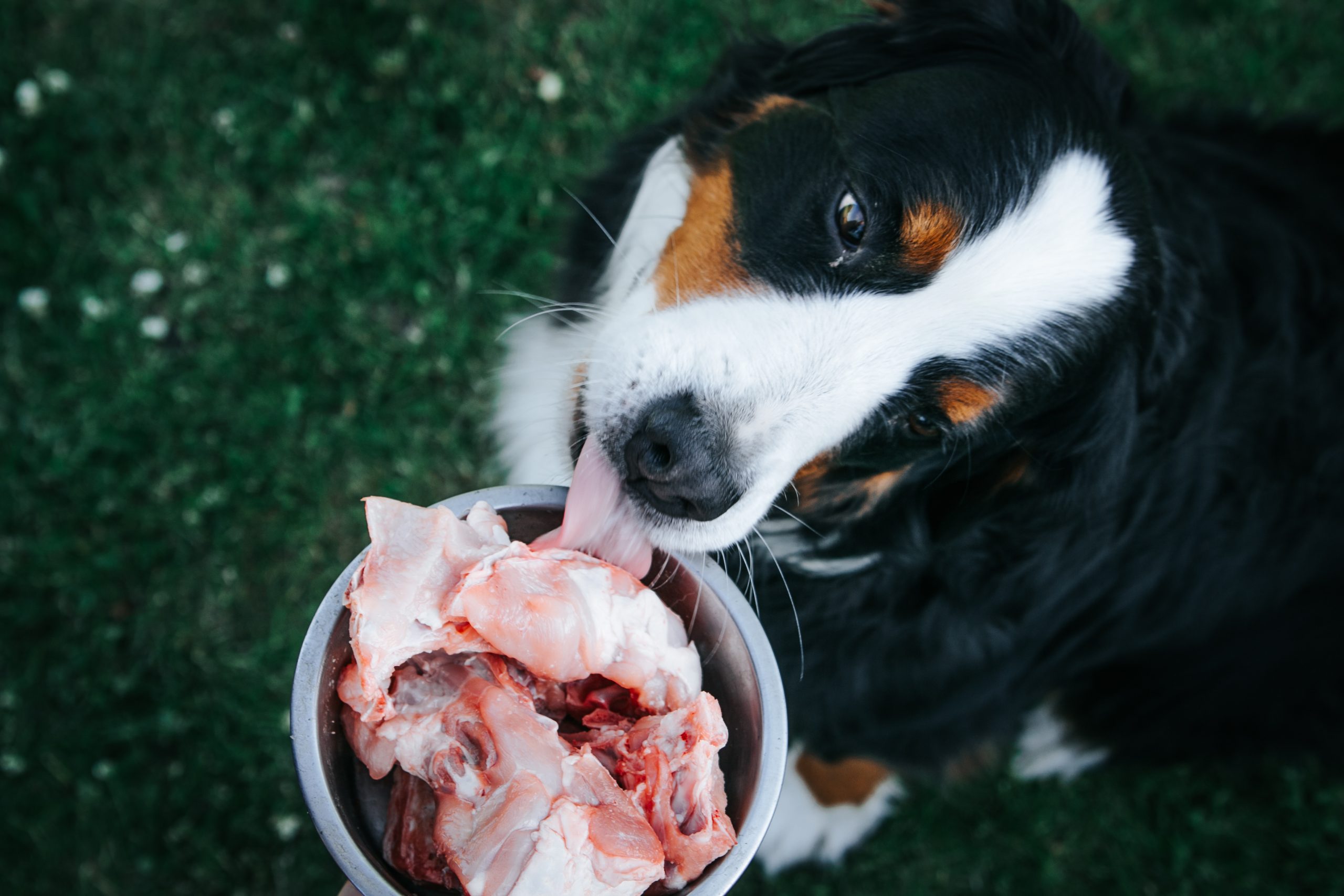Raw Diet For Dogs 4 Dos And 4 Don'ts Tail and Fur