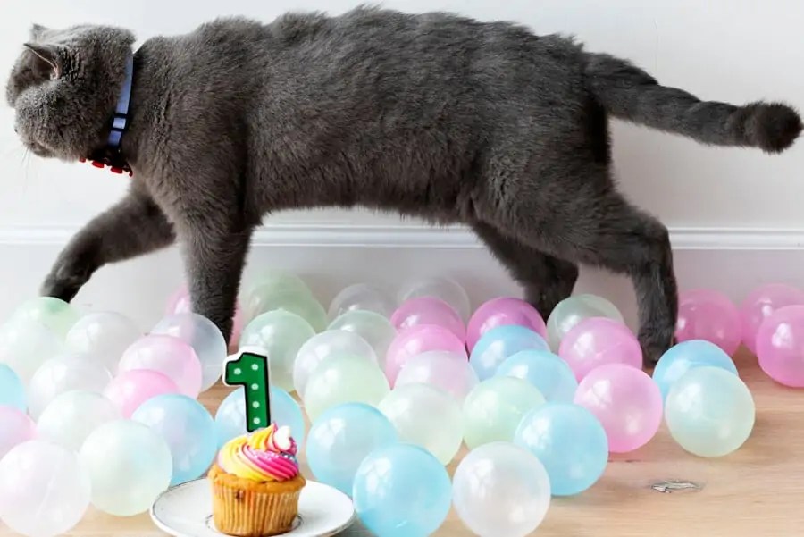 How Long Do Cats Live? Lets Find Out TAILored Pet Services LLC