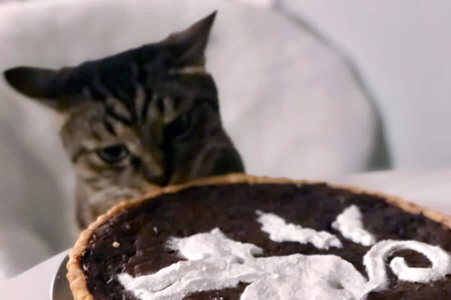 Is Chocolate Poisonous To Cats? TAILored Pet Services LLC