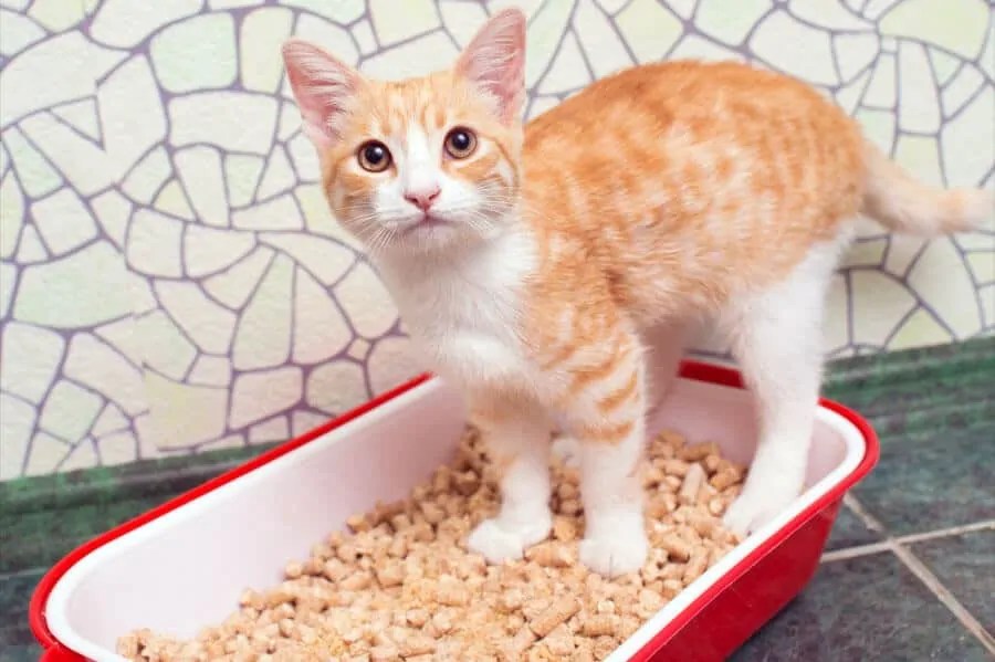 Litter Boxes for Cats With Special Needs TAILored Pet Services LLC
