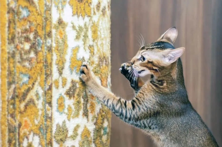 ScratchingHelps Your Adopted Cat Adjust TAILored Pet Services LLC