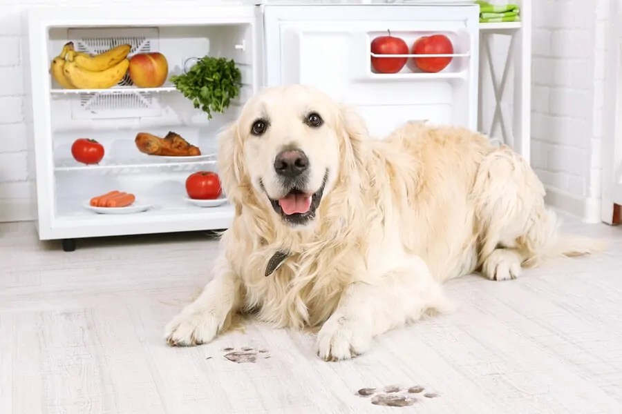 Mud Stop Dog From Tracking In House