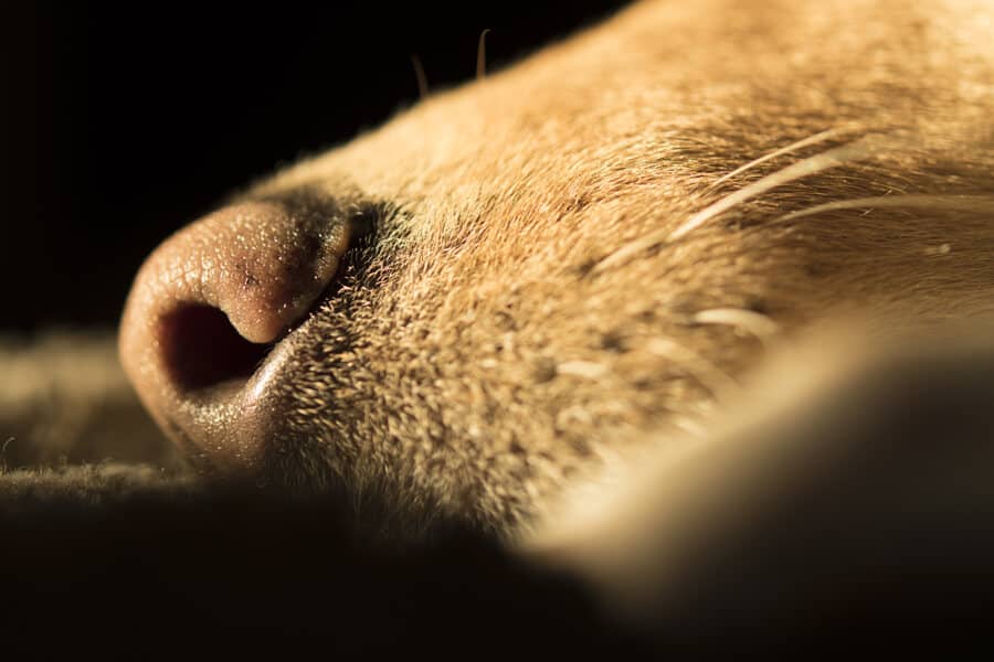 How Many Whiskers Does A Dog Have Just like on cats, the whiskers