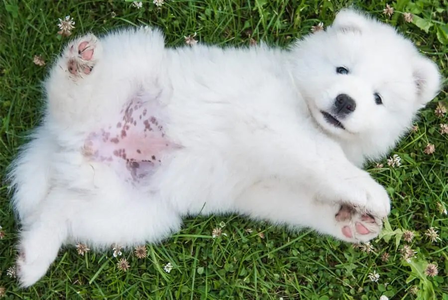 Hyperpigmentation why is my puppy's tummy turning black? TAILored Pet Services LLC