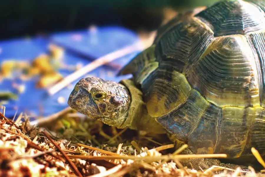 Apartment (Small Living Space) & Reptiles TAILored Pet Services LLC