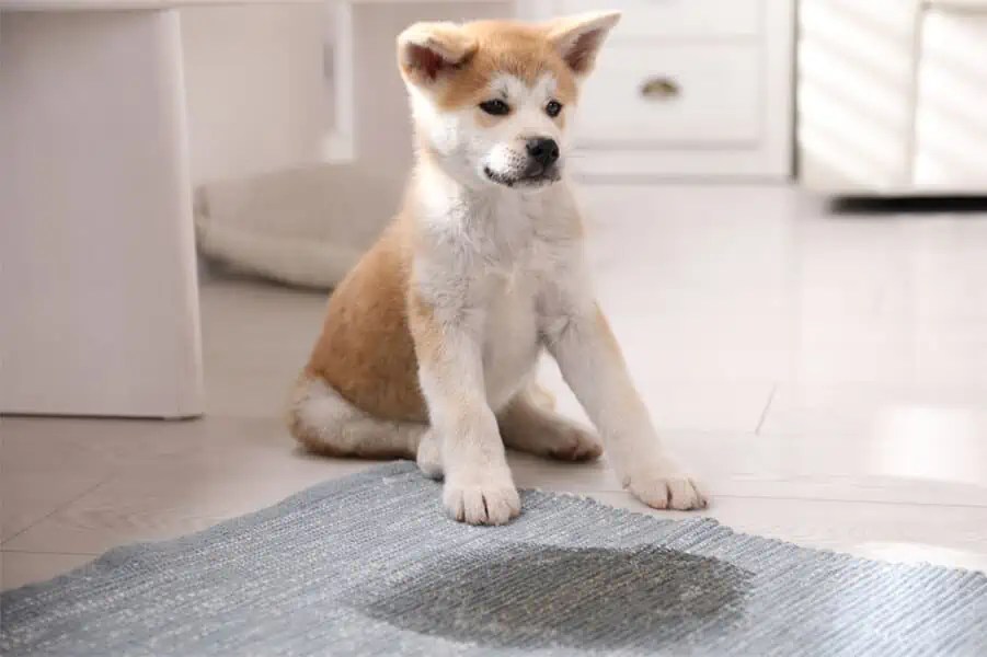 Accidental Urination versus Urine Marking in Dogs TAILored Pet