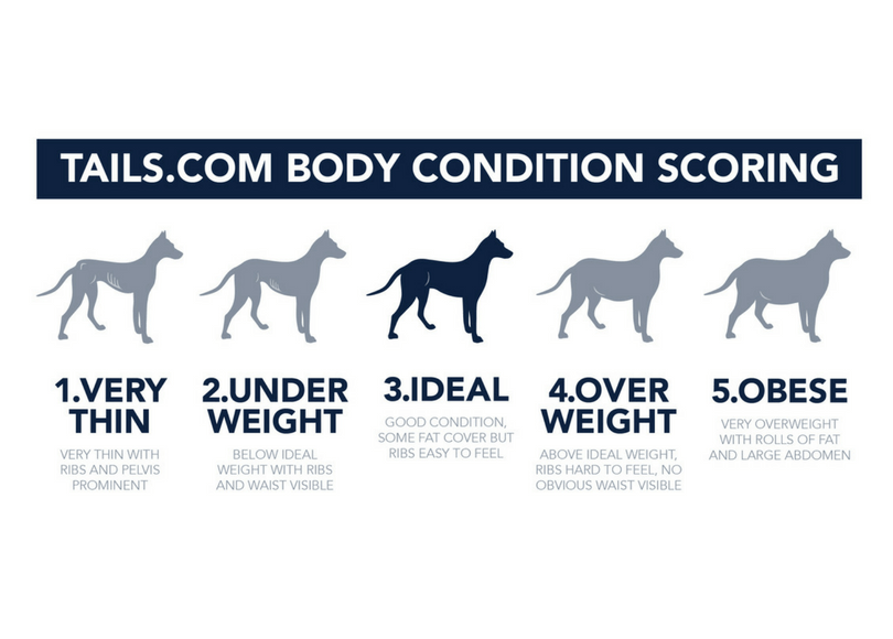 How to check your dog's body condition score