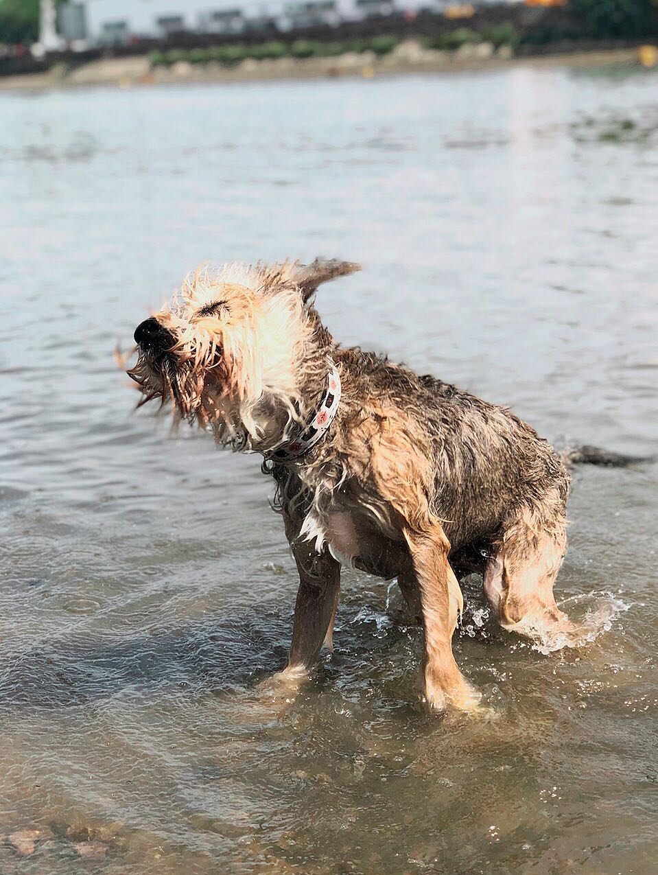 What Dog Breeds Can Swim
