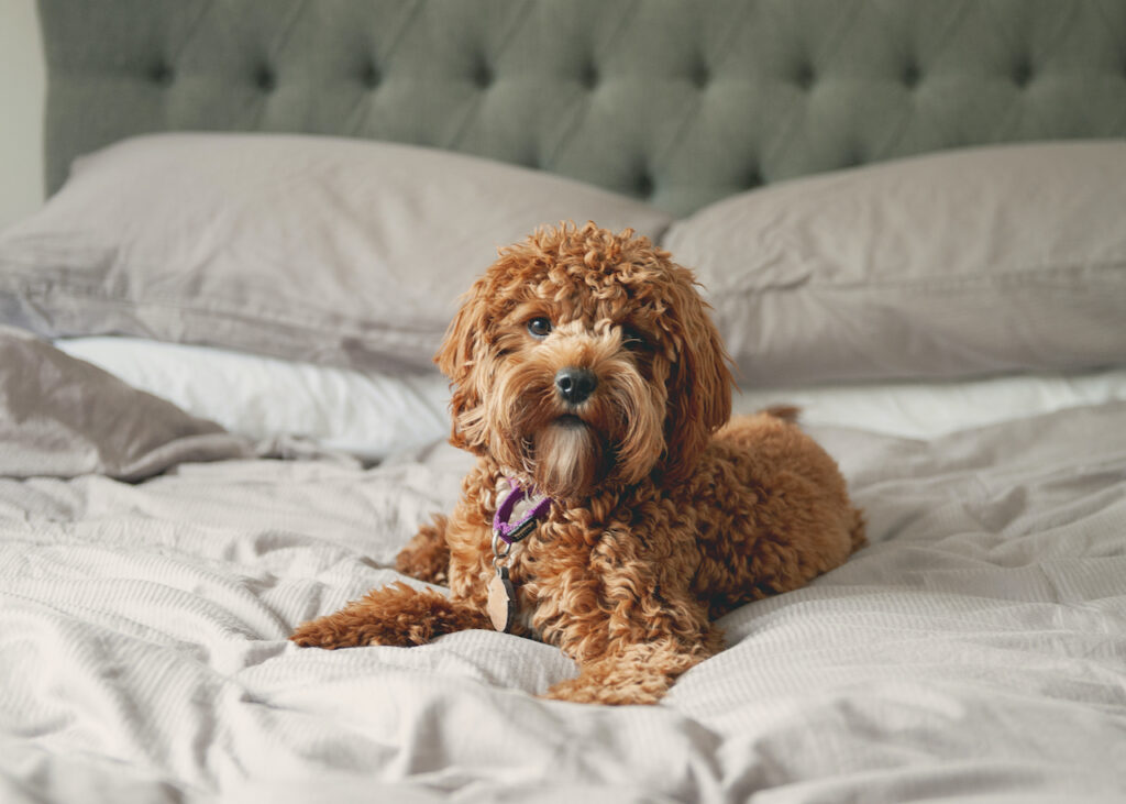 Do dogs get jealous? Behaviour